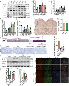 S6K1 inhibition alleviates neuronal necroptosis through SGK1 following TBI in mice.