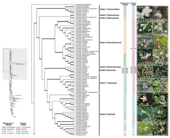 A COMPOSITE PHOTO OF DIVERSE CLEMATIS FLOWERS OR A SIMPLIFIED VERSION OF THE PHYLOGENETIC TREE FROM FIGURE 3