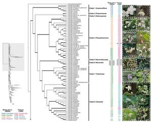 A COMPOSITE PHOTO OF DIVERSE CLEMATIS FLOWERS OR A SIMPLIFIED VERSION OF THE PHYLOGENETIC TREE FROM FIGURE 3