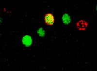 Gould Activated Neurons