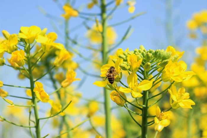 Bee on flower