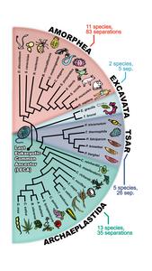 LECA tree