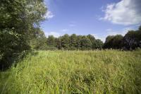 Marsh Area