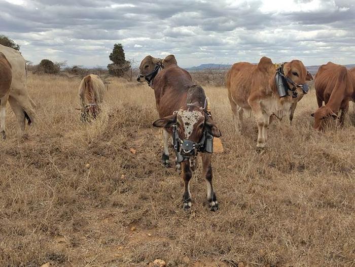 Cattle wearing breath-capturing harness