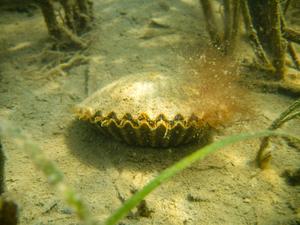 Bay Scallop Underwater