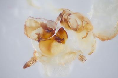 <i>Arenivaga</i> (2 of 2)