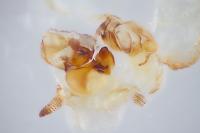 <i>Arenivaga</i> (2 of 2)