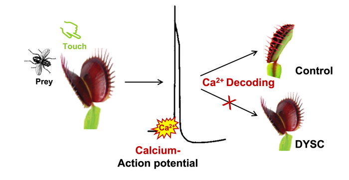 Venus flytrap mutant DYSCALCULIA