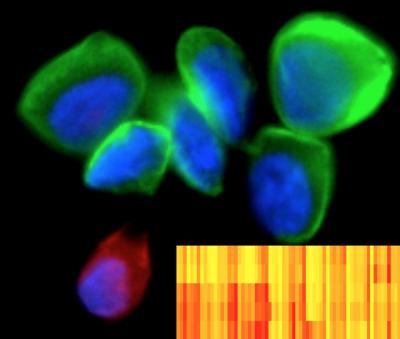 Single Cell Protein Scanner Could Aid Personalized Medicine (1 of 3)