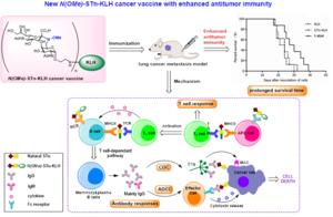 A GRAPHICAL ILLUSTRATION OF DESIGN, EVALUATION AND MECHANISM OF N(OME)-STN GLYCOCOJUGATE CANCER VACCINE.