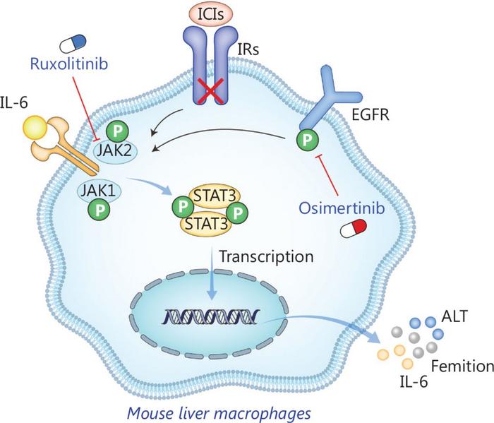 Schematic diagram of the IL-6/JAK/STAT3 signaling pathway activation in mouse liver macrophages.