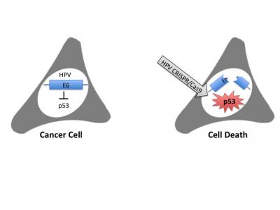 Schematic of CRISPR vs. HPV