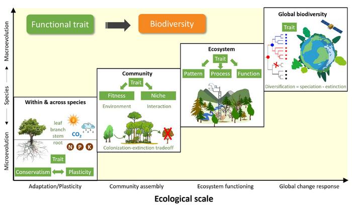 A conceptual framework illustrating how plant functional traits bridge the gap between individual species adaptation and large - scale ecosystem functions under environmental change.