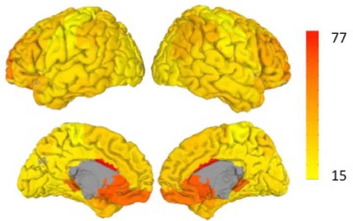 Brain Flexibility Illustration