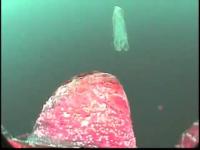 Loggerhead Turtle Encounters a Plastic Bag
