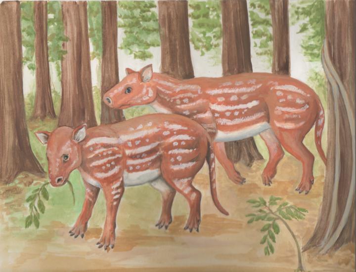 <I>Cambaytherium thewissi</I>