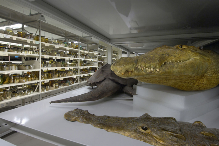 Field Museum reptile collections