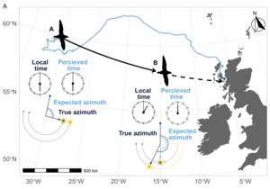 Shearwater infographic