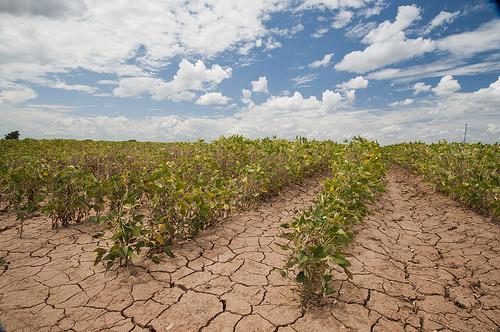 Image 1 Soybeans