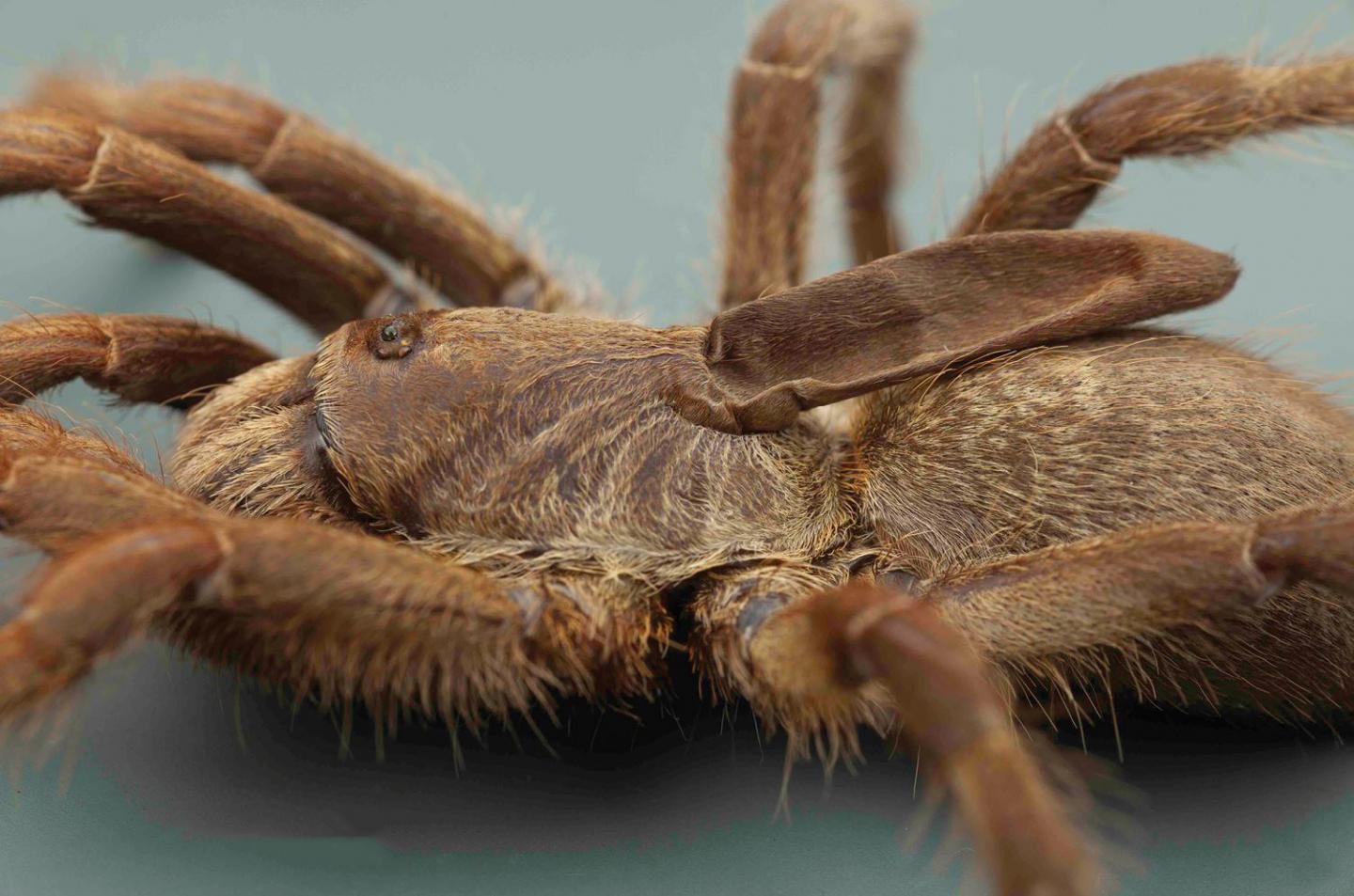 Close-Up Showing The Peculiar Protuberance
