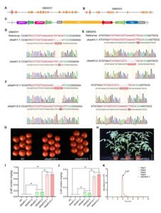 Creation of fragrant tomato with elevated 2-AP content through CRISPR/Cas9-mediated disruption of SlBADH1 and SlBADH2