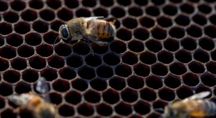 Record honey bee losses prompt AgriLife Extension webinar