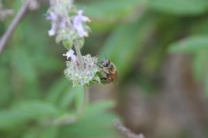 Honey bee on salvia plant