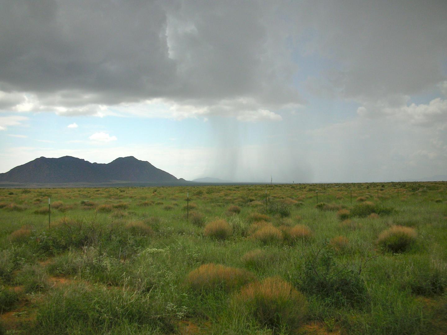 Desert Grassland