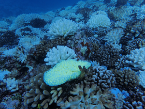 Coral bleaching