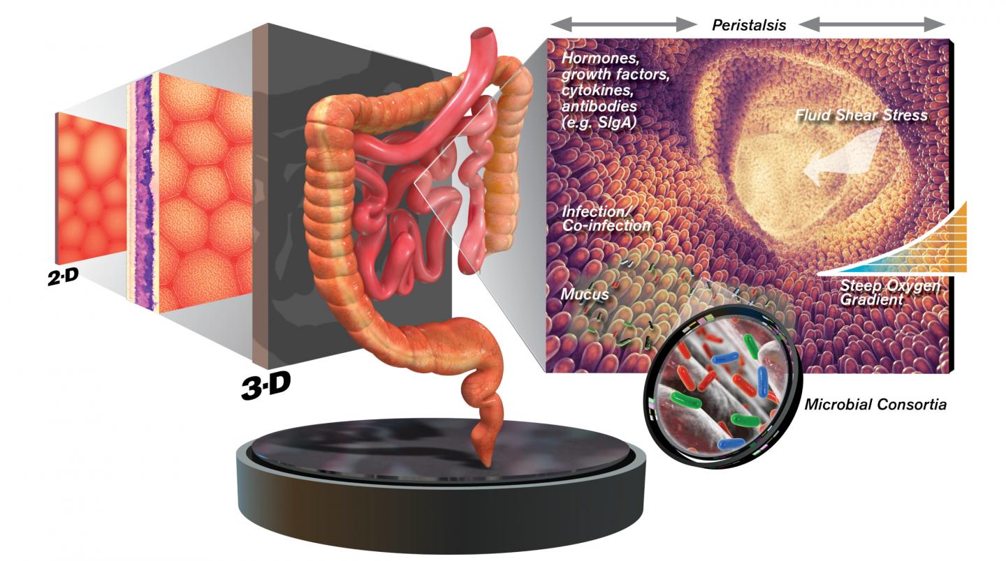 3D Cell Culture
