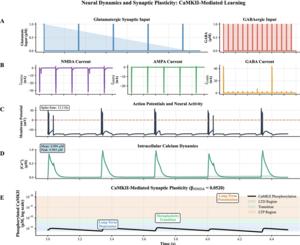 From neural input to synaptic plasticity. The plots show glutamatergic excitation and GABA inhibition (A), synaptic currents (B), neuronal firing (C), changes in calcium concentration (D), and CaMKII activity (E). Under these conditions, the model does no