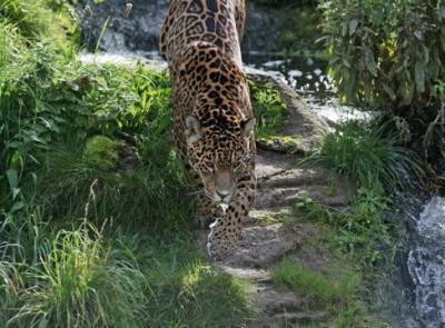 Jaguar