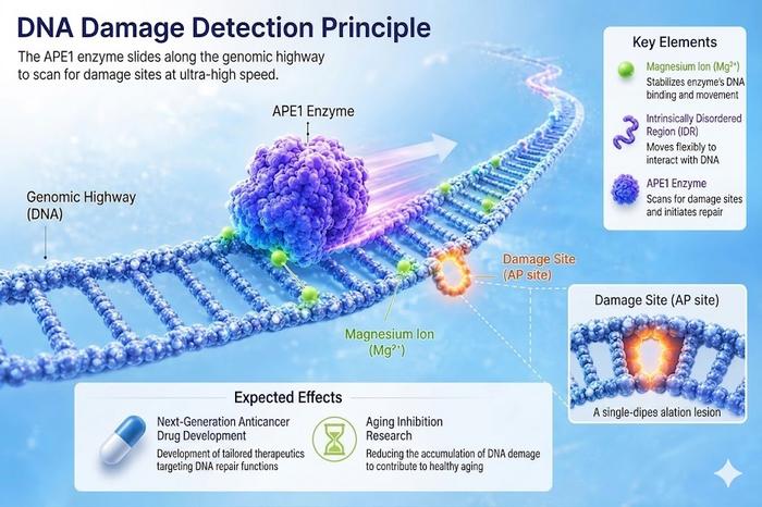 KAIST Reveals Principle Behind Ultra-Fast DNA Repair, Like “Finding a Needle in Seoul”​