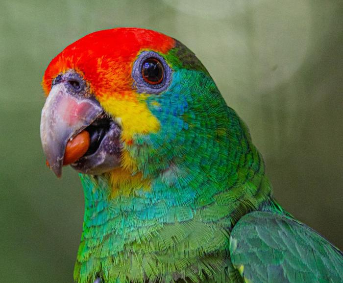 Wild parrot species returns to its habitat in Atlantic Rainforest reserve