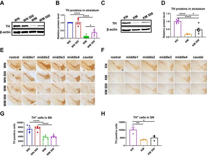 Striatal TH Protein Expression in MPTP-Challenged Wild-Type (WT) and Il6 Knockout (KO) Mice with rIL-6 Intervention