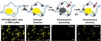 Iodide (I-) Enters and Exits