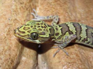 A Cave Gecko in Myanmar