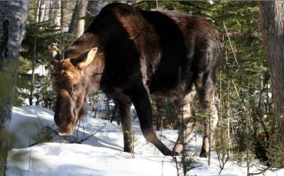 Moose Beds In