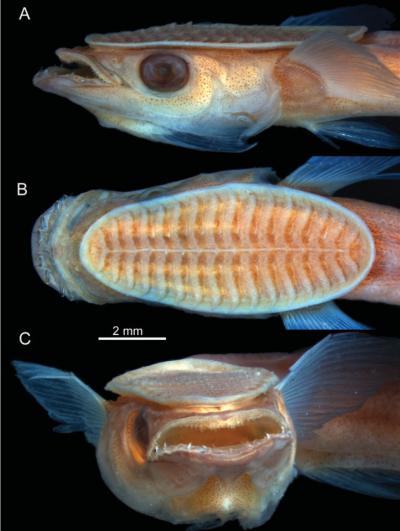Young Remora