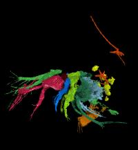 Tongue Worm and Host Animal without Shell