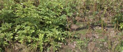 Studies Aim for Safer Chemicals and Smarter Plants (3 of 3)