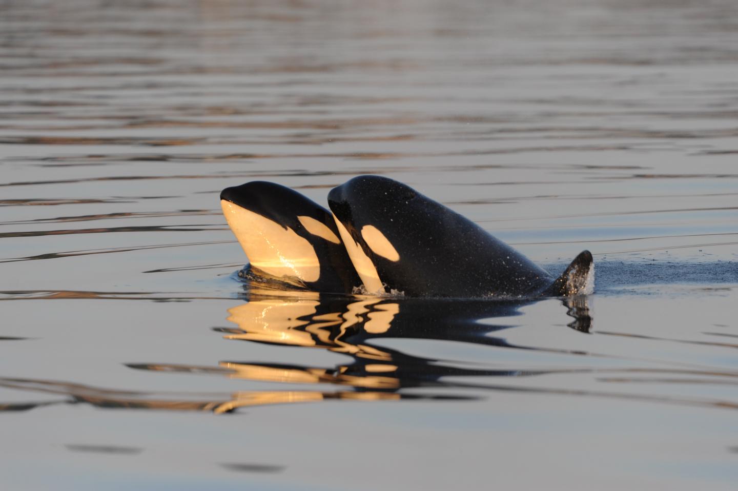 Two Killer Whales