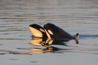 Two Killer Whales