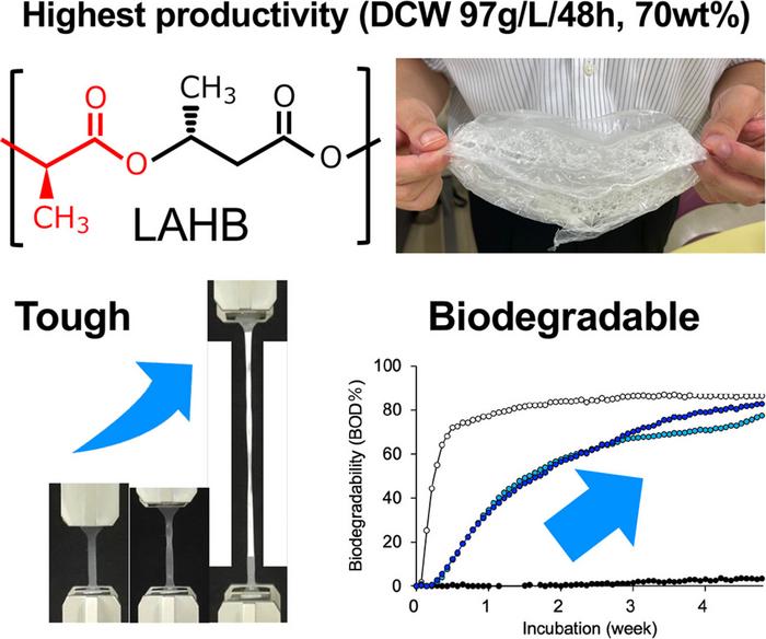 Lactate-enriched high-molecular-weight LAHB combines practical toughness with biodegradability