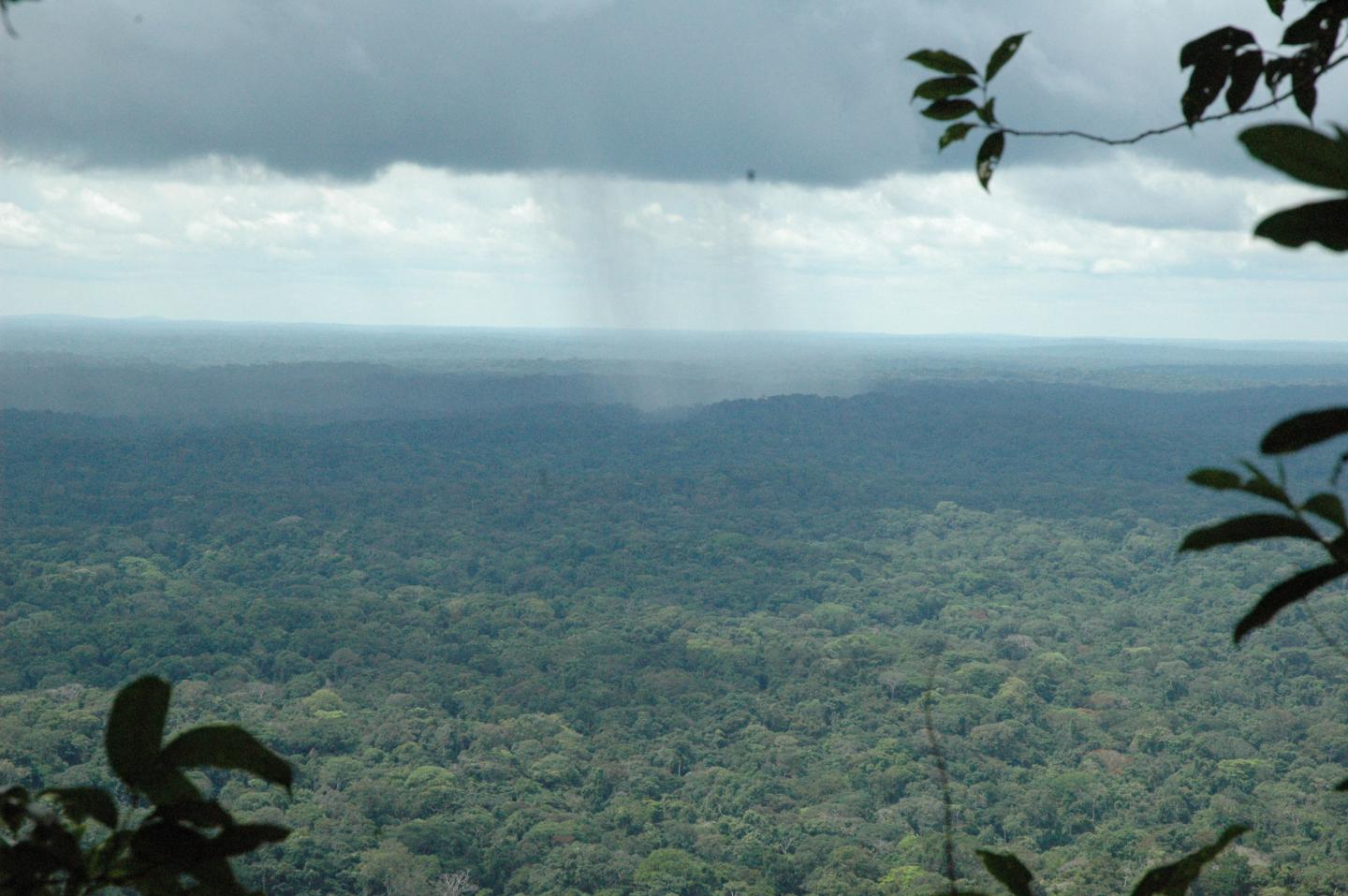 Rainforest in Gabon