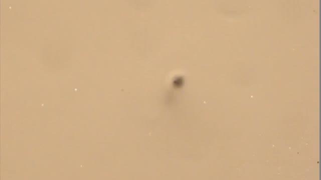 Steady State Vapor Bubble in Pool Boiling