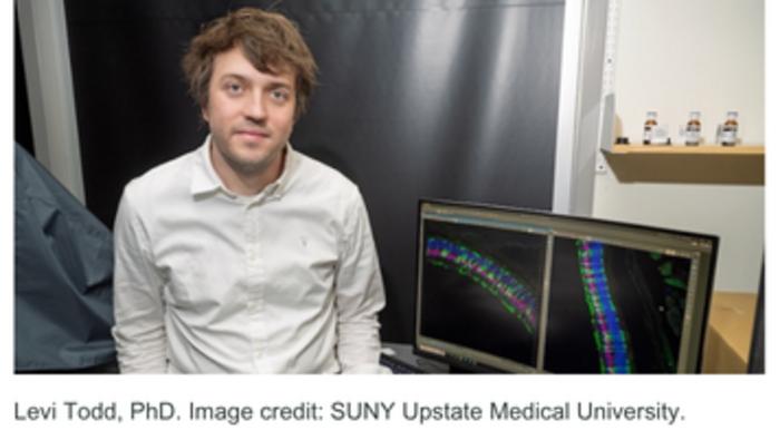 Aging blocks the retina's ability to regrow lost neurons, a first-of-its-kind Upstate study finds