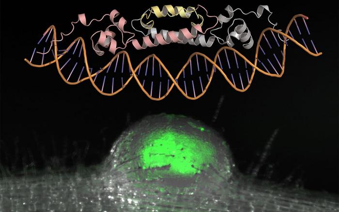 Three-dimensional structure of NIN and root nodules