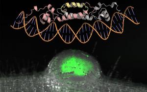 Three-dimensional structure of NIN and root nodules
