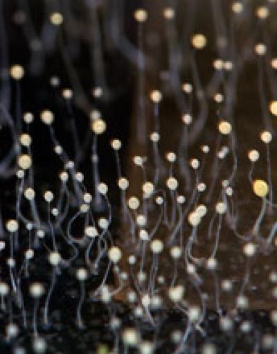 Image of the Social Amoeba Dictyostelium discoideum